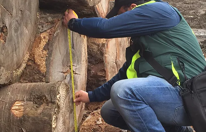 timberchain