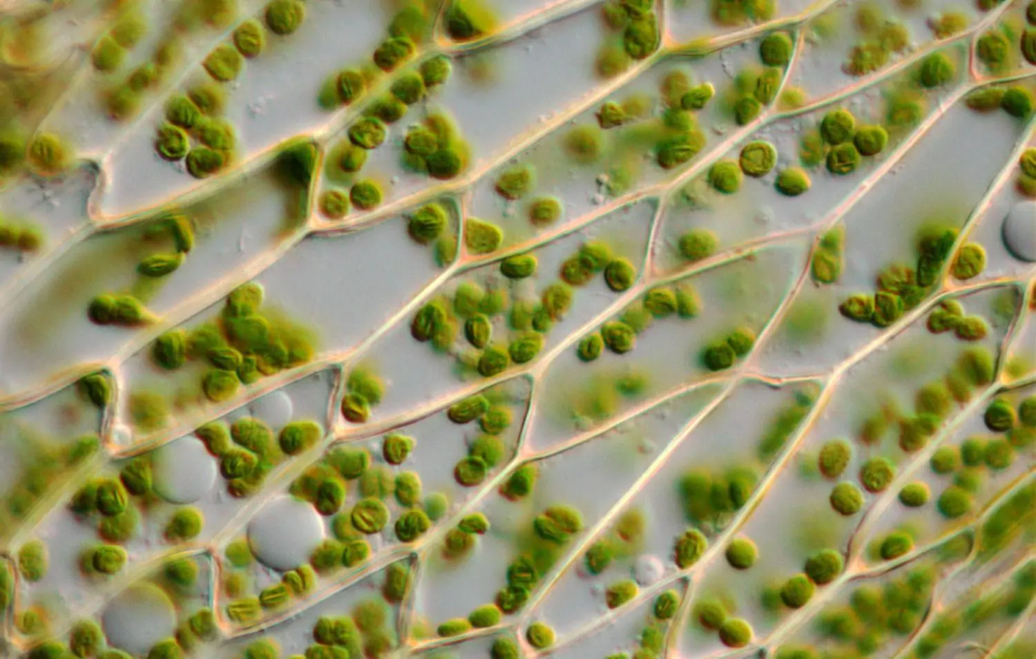 Científico investiga nuevos biomateriales que aprovechan la hemicelulosa extraída de la madera - Madera21