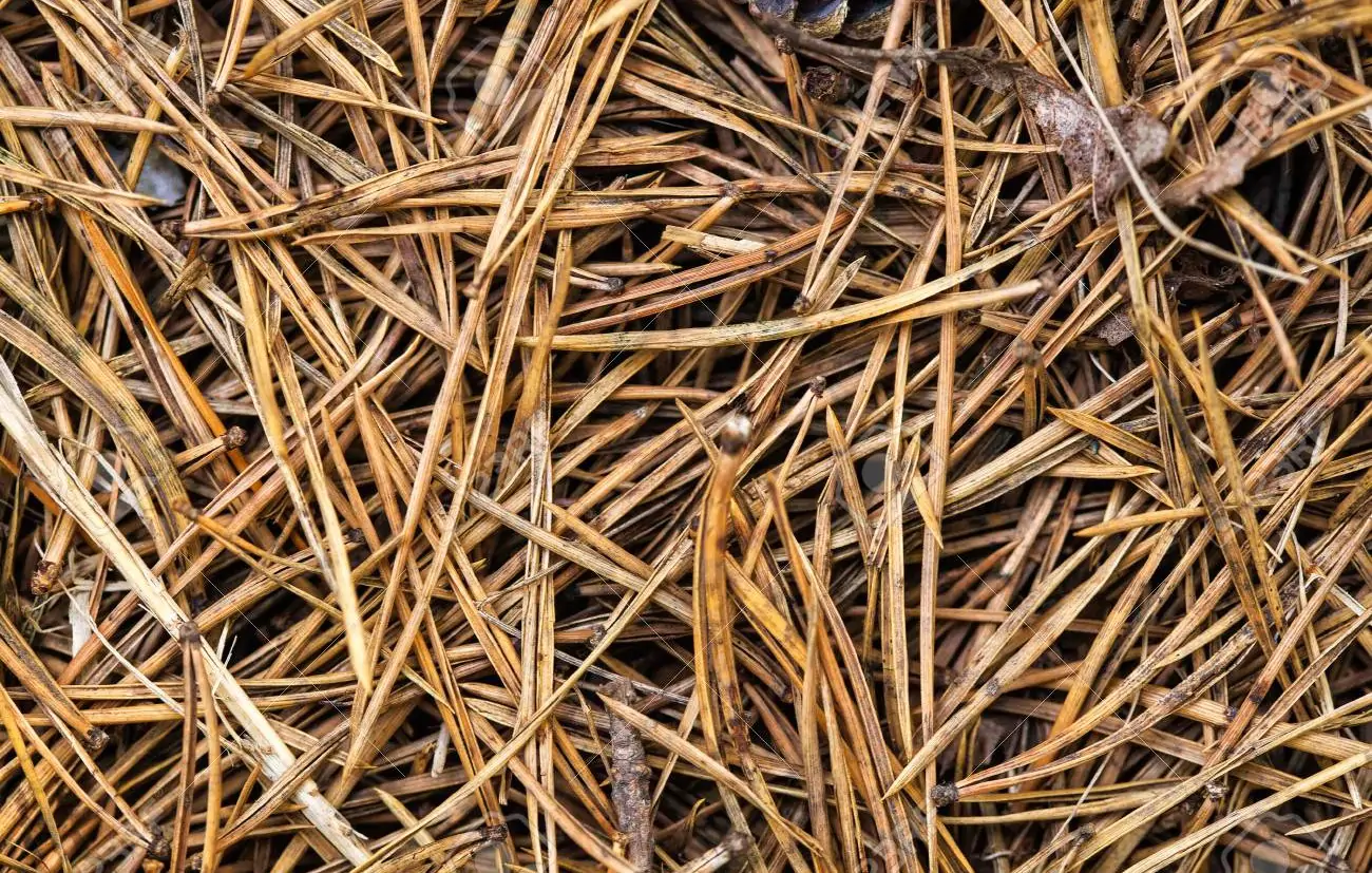 Innovación de la India utiliza agujas de pino como fuente generadora de electricidad - Madera21