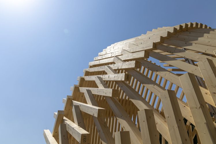 Echinoidea_GG-loop_RubnerHaus_04