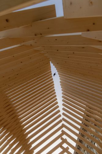 Echinoidea_GG-loop_RubnerHaus_13
