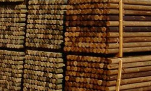 Impregnación-del-pino-radiata-en-Chile