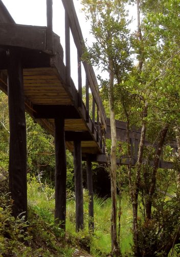 KOÑIMO_DET-05_Recorrido-sobre-Humedal