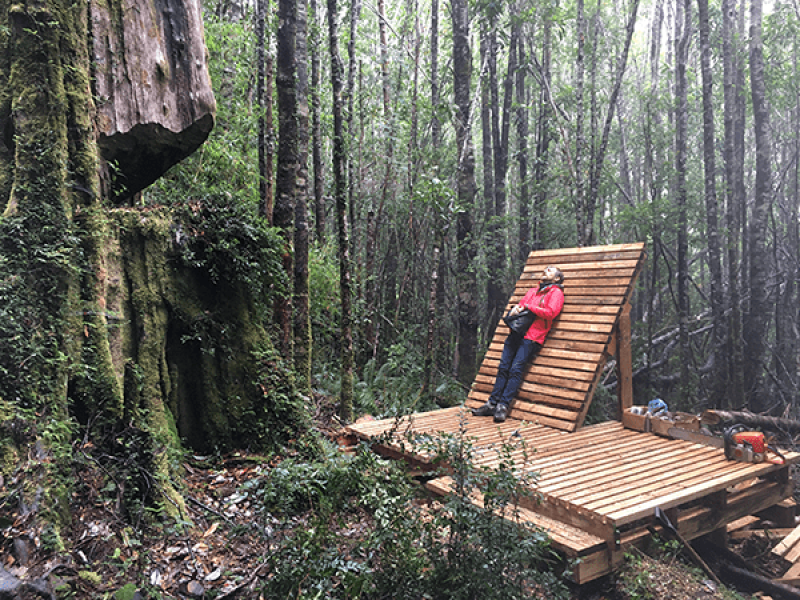 Mirador-alerce-cortado