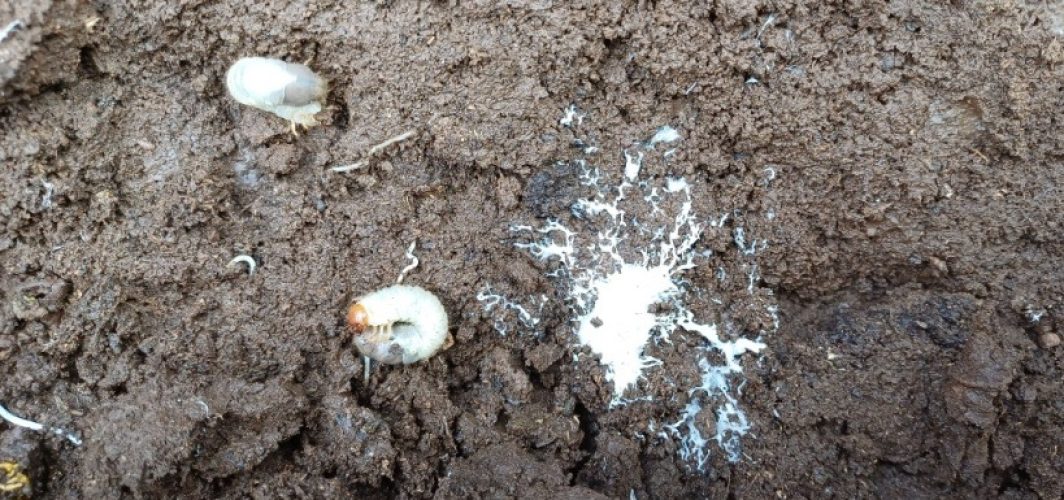 Screenshot_20240731_113804_Gallery