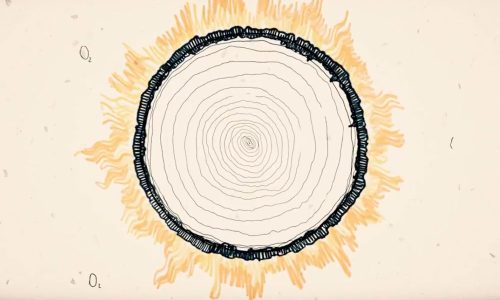 Video_madera-y-fuego