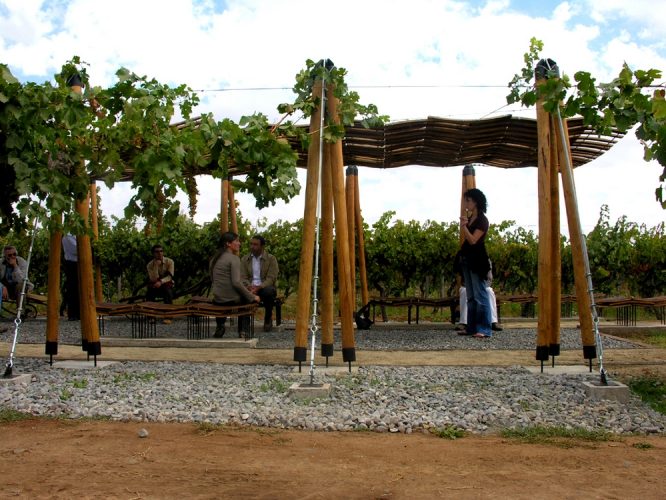 vinedos-17